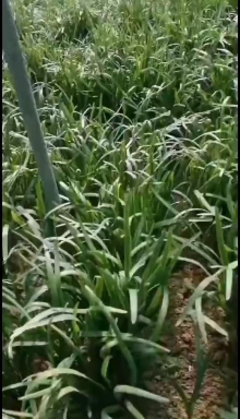 5精品大叶韭菜