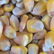 干玉米粒，黄玉米