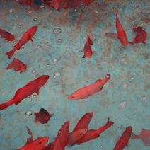 海产品养殖石斑鱼