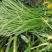 蒜薹白帽蒜苔湖北蒜薹供应各大市场电商商超品质保证
