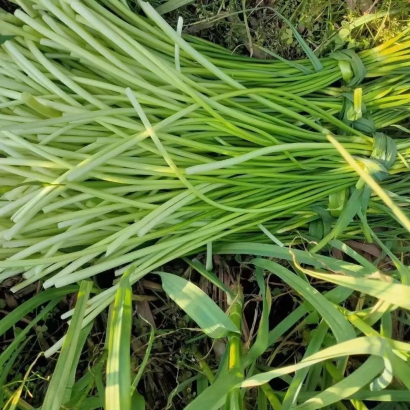 蒜薹白帽蒜苔湖北蒜薹供应各大市场电商商超品质保证