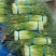 蒜薹白帽蒜苔湖北蒜薹供应各大市场电商商超品质保证