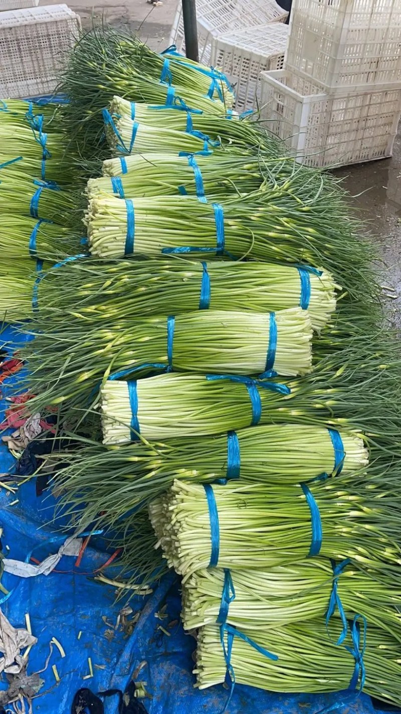 蒜薹白帽蒜苔湖北蒜薹供应各大市场电商商超品质保证