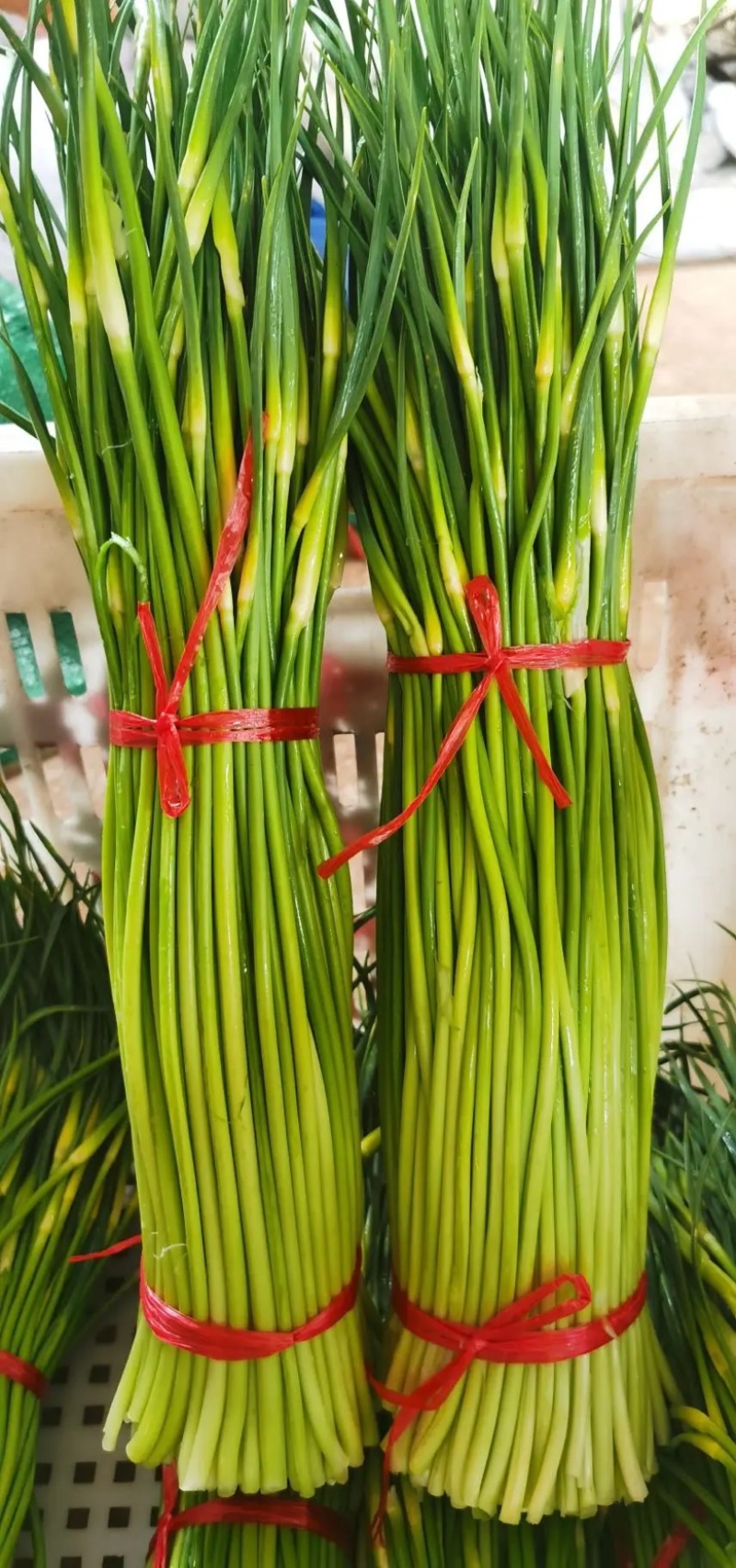 蒜薹白帽蒜苔湖北蒜薹供应各大市场电商商超品质保证