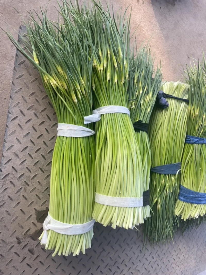 蒜薹白帽蒜苔湖北蒜薹供应各大市场电商商超品质保证