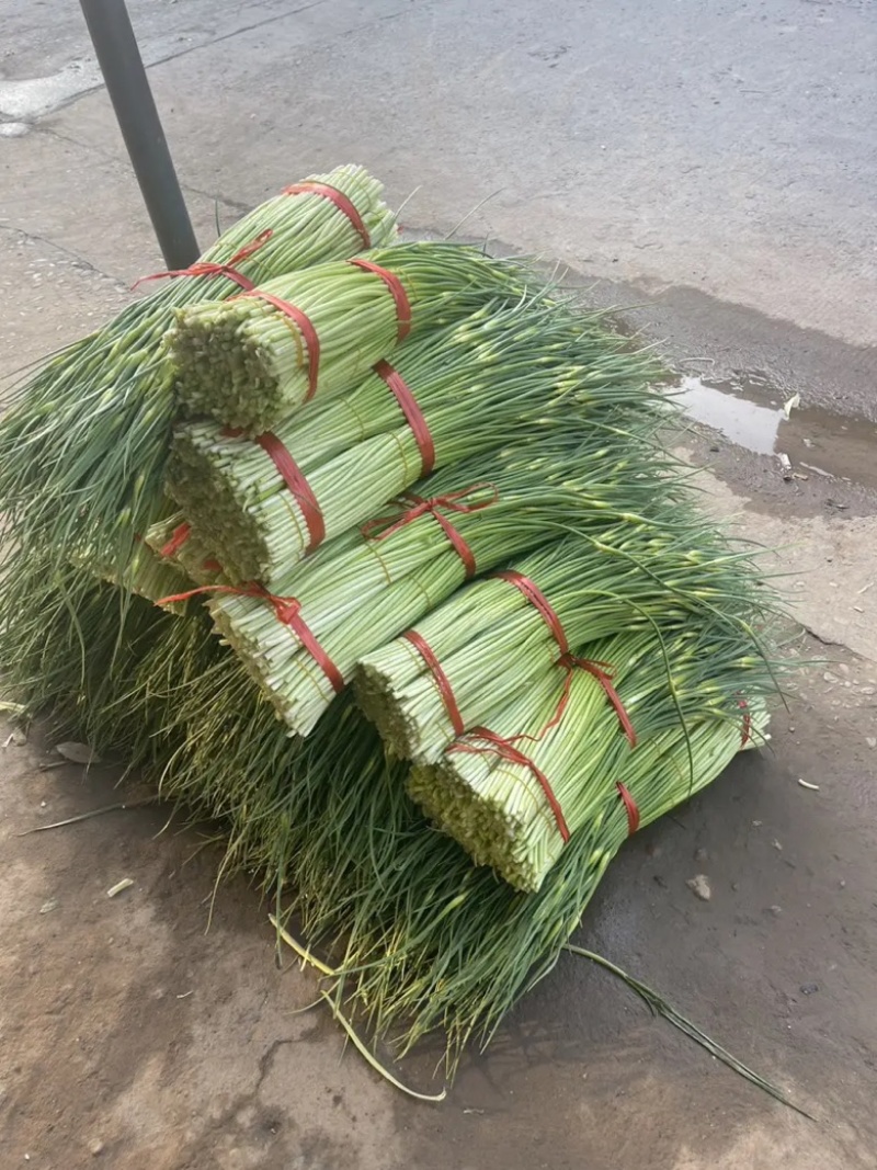 蒜薹白帽蒜苔湖北蒜薹供应各大市场电商商超品质保证