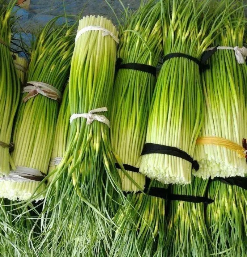 蒜薹白帽蒜苔湖北蒜薹供应各大市场电商商超品质保证