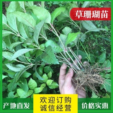 草珊瑚苗/九节茶苗，自家苗圃无中间商赚差价，欢迎实地考察