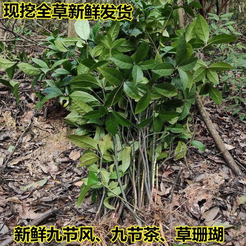 草珊瑚苗/九节茶苗，自家苗圃无中间商赚差价，欢迎实地考察