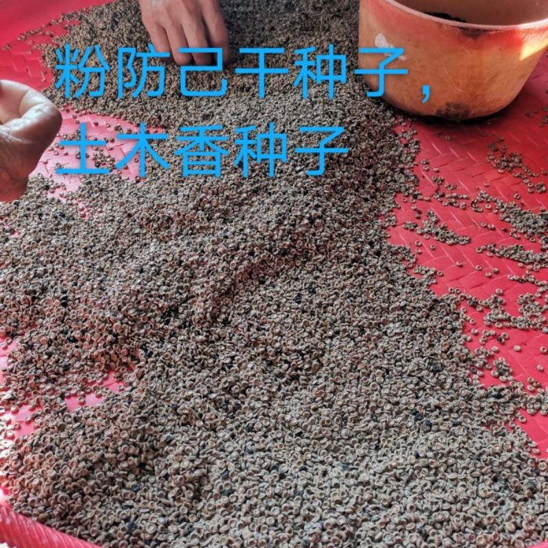 粉防己种子2024年采摘多年老树发芽率高免费提供育苗技术