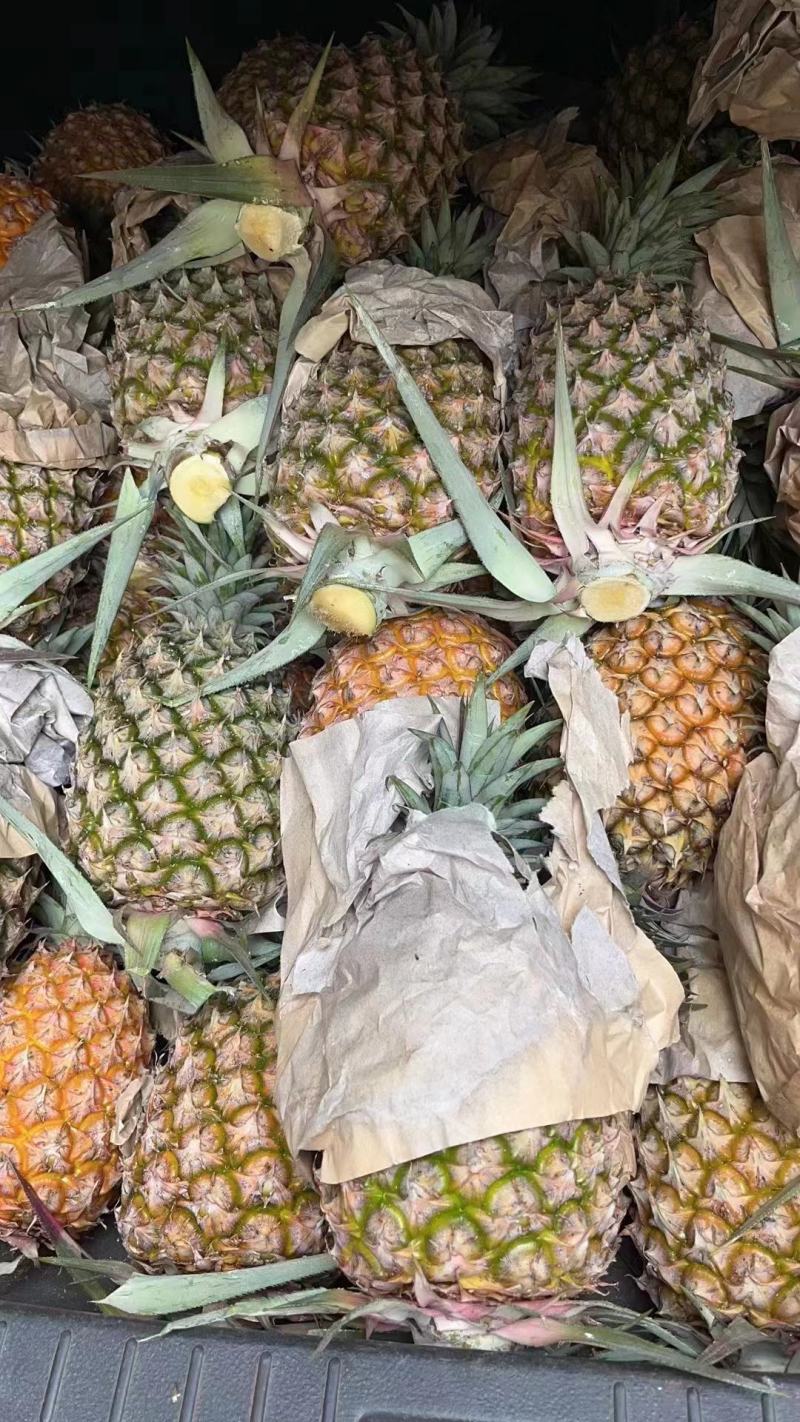 热带20000亩小菠萝