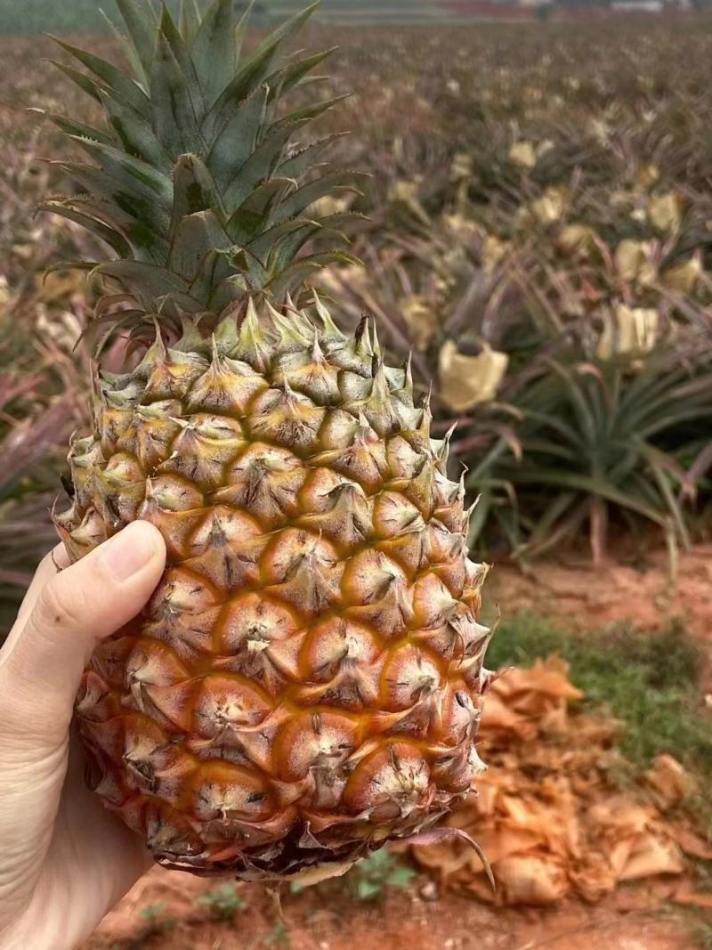 热带20000亩小菠萝