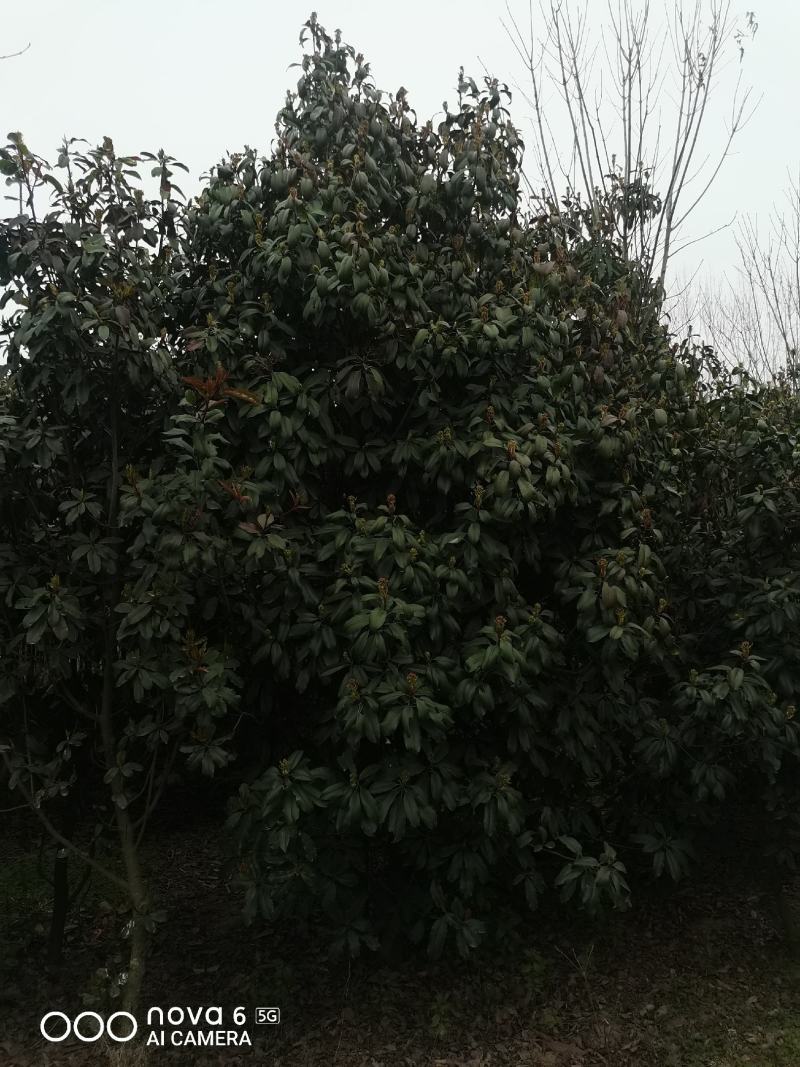 中华石楠，丛生，独杆，各种规格齐全。
