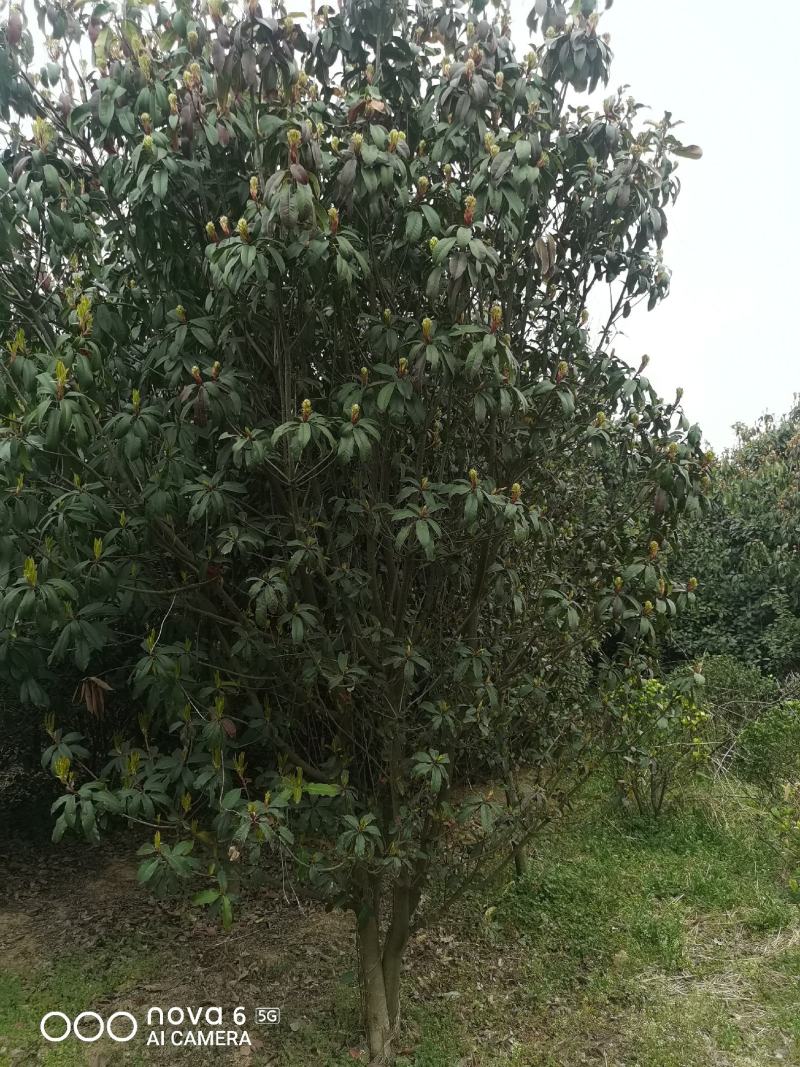 中华石楠，丛生，独杆，各种规格齐全。