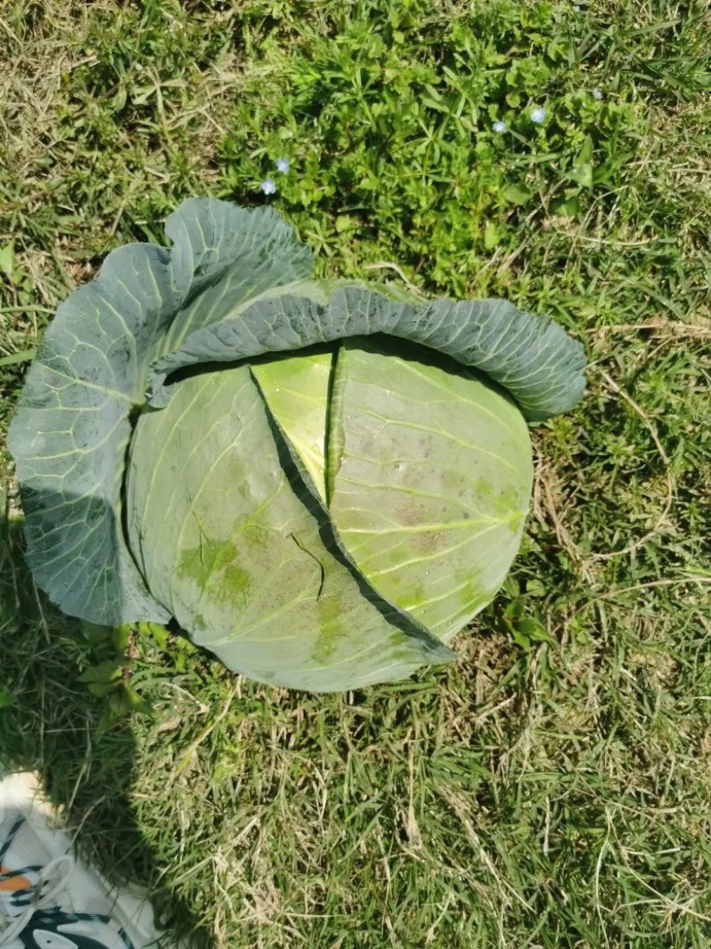 包菜奥其娜，平包，大量供应产地直发无中间商欢迎咨