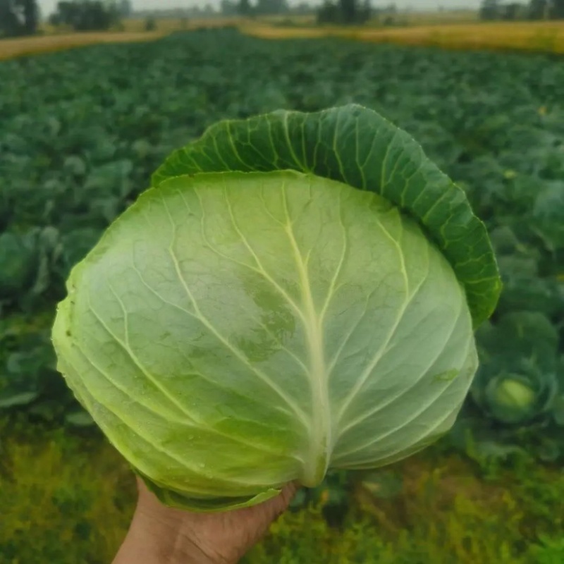 包菜奥其娜，平包，大量供应产地直发无中间商欢迎咨