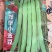 茂华小金豆四季芸豆角种子，丰产抗病，搭架豆角，无筋好吃