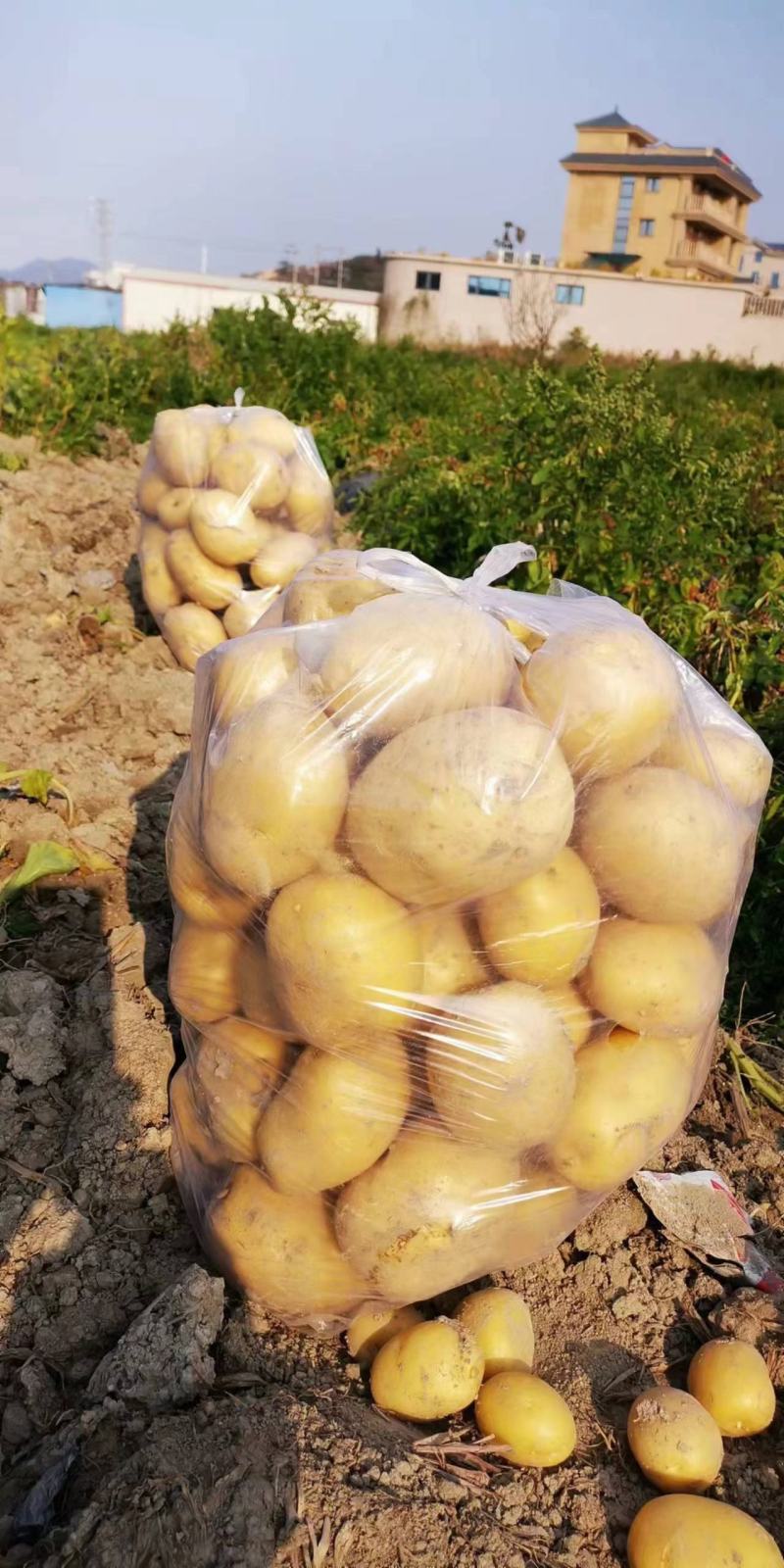 福建福清黄金土豆马上上市，有需要的可以联系我，规格三两起
