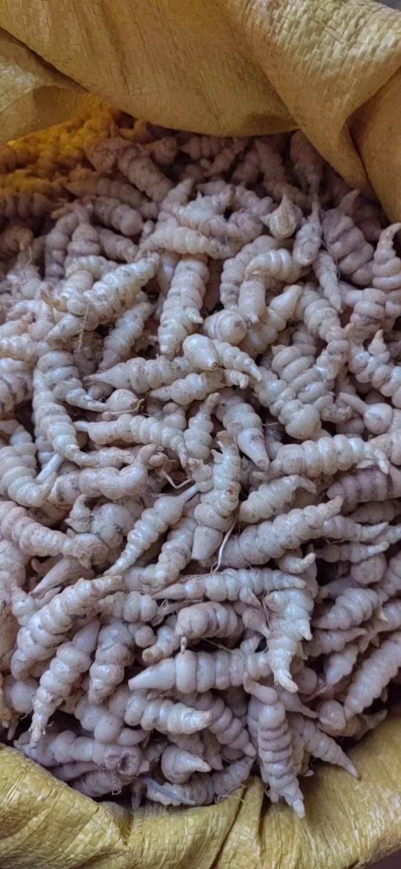 甘露子、宝塔菜、地环还有最后几吨种子想种植的抓紧时间订
