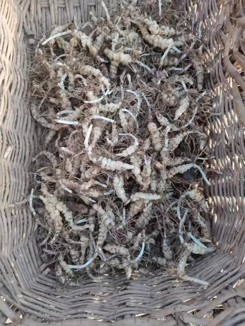甘露子、宝塔菜、地环还有最后几吨种子想种植的抓紧时间订