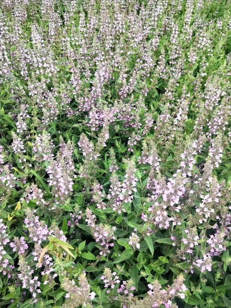 甘露子、宝塔菜、地环还有最后几吨种子想种植的抓紧时间订