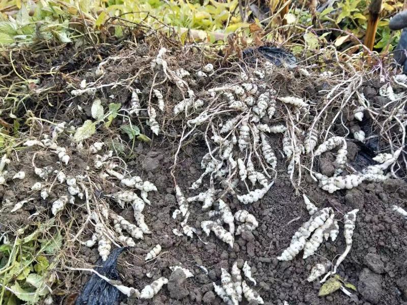 甘露子、宝塔菜、地环还有最后几吨种子想种植的抓紧时间订