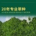 地毯草种子狗牙根马尼拉草坪种籽四季青护坡草种草籽庭院绿化