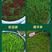 地毯草种子狗牙根马尼拉草坪种籽四季青护坡草种草籽庭院绿化
