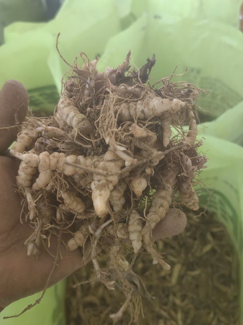 甘露子、宝塔菜、地环还有最后几吨种子想种植的抓紧时间订
