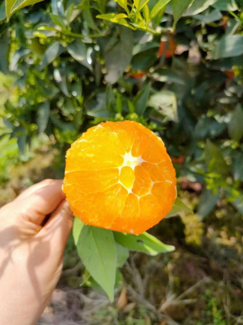 秭归橙子春橙伦晚，价格有优势，48小时内发货！电商对接