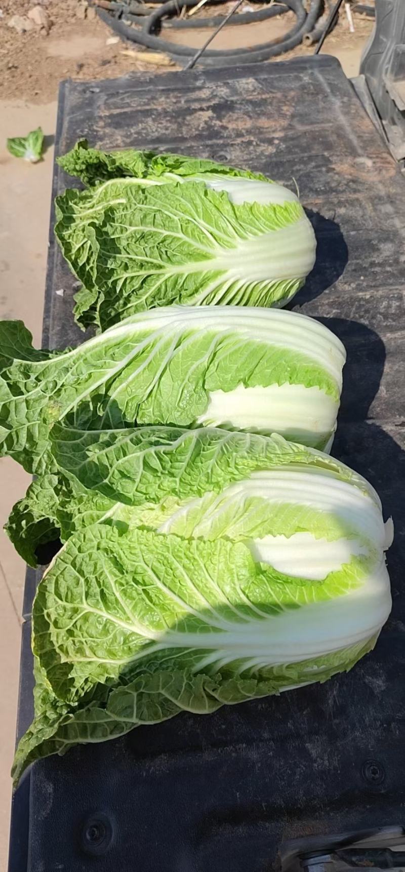 【热卖】云南黄心大白菜产地直发一手货源，可常年发货