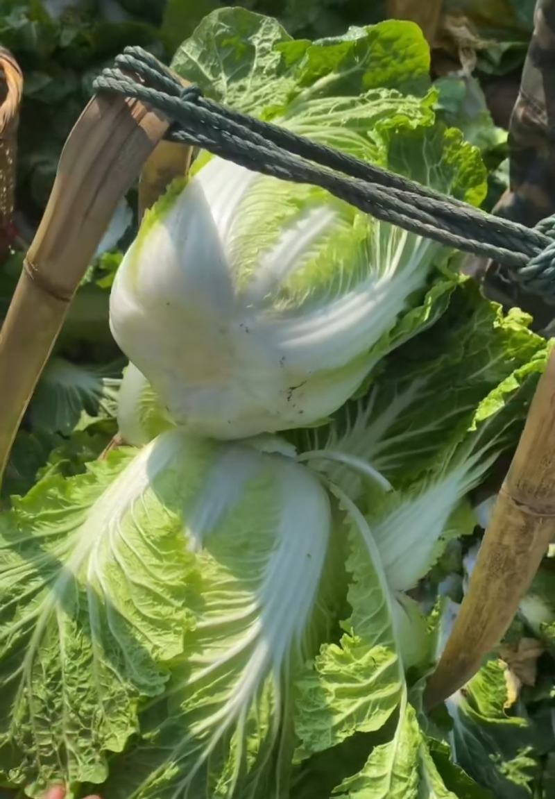 【热卖】云南黄心大白菜产地直发一手货源，可常年发货