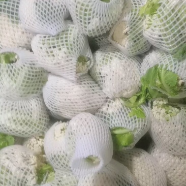 有机散花菜花