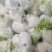有机散花菜花