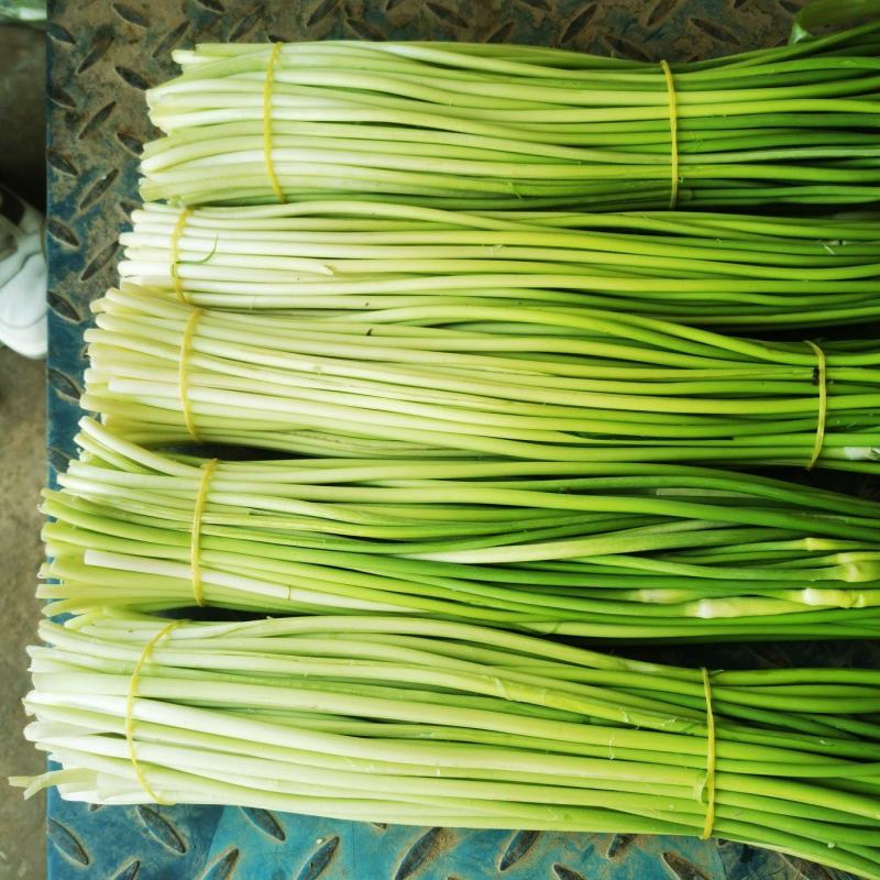 [白帽蒜苔]蒜苔各种规格对接商超市场电商欢迎来电