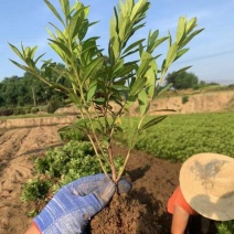 毛娟，杜鹃春娟一手货源，基地直销，大量批发