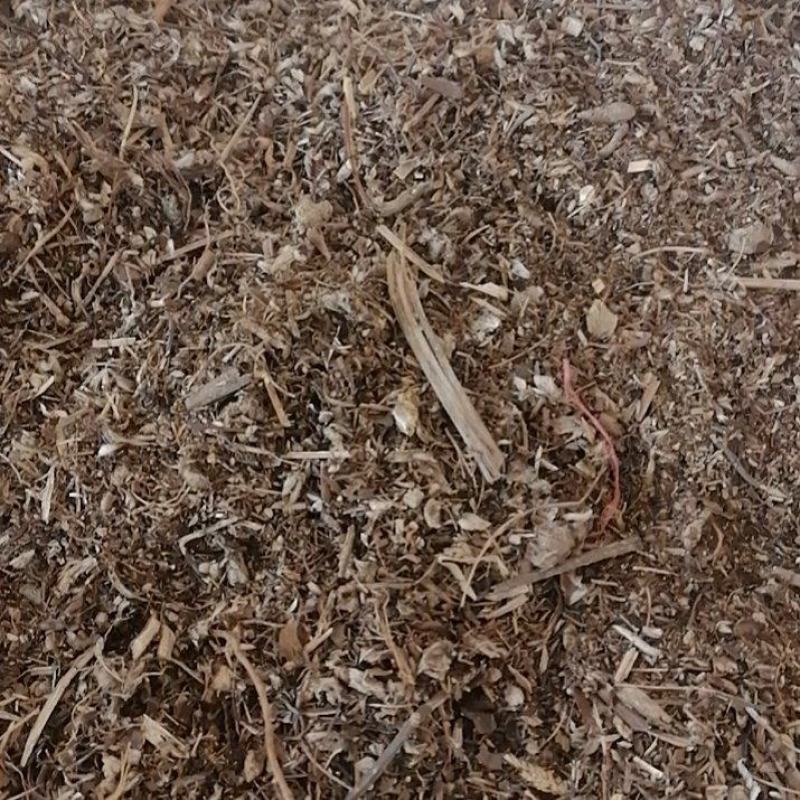 白头翁沫