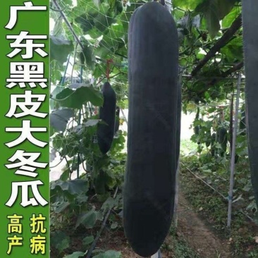 冬瓜苗黑皮铁心广东大冬瓜苗厂家直供山东发货，方便破损包赔