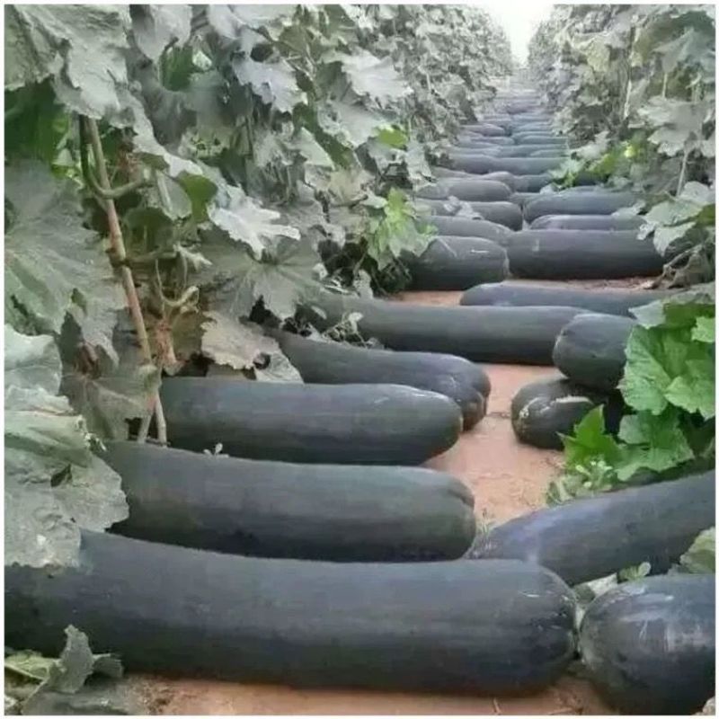 冬瓜苗黑皮铁心广东大冬瓜苗厂家直供山东发货，方便破损包赔