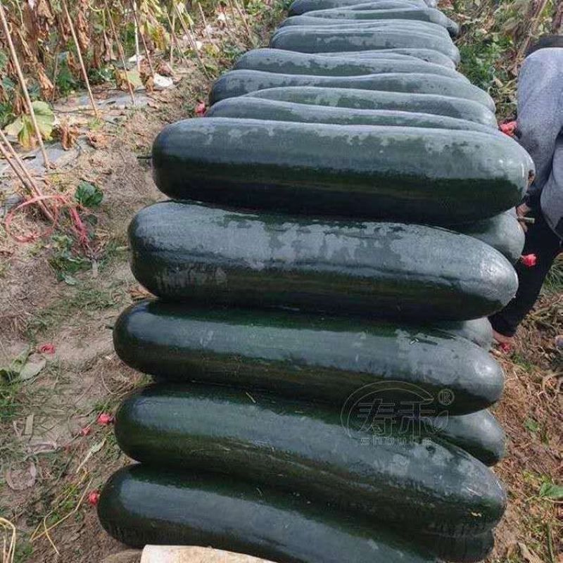 冬瓜苗黑皮铁心广东大冬瓜苗厂家直供山东发货，方便破损包赔