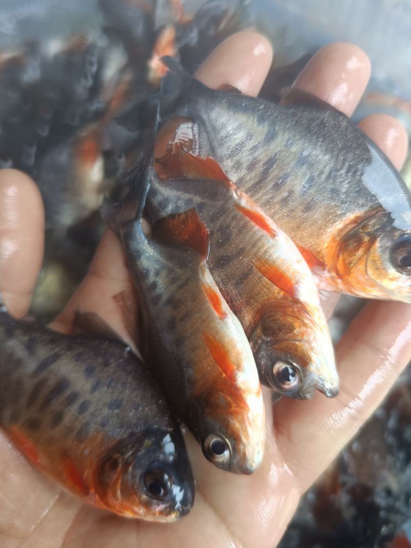鲳鱼苗鲳鱼苗养殖红鲳鱼红腹鲳鱼苗,塘口直销常年供应