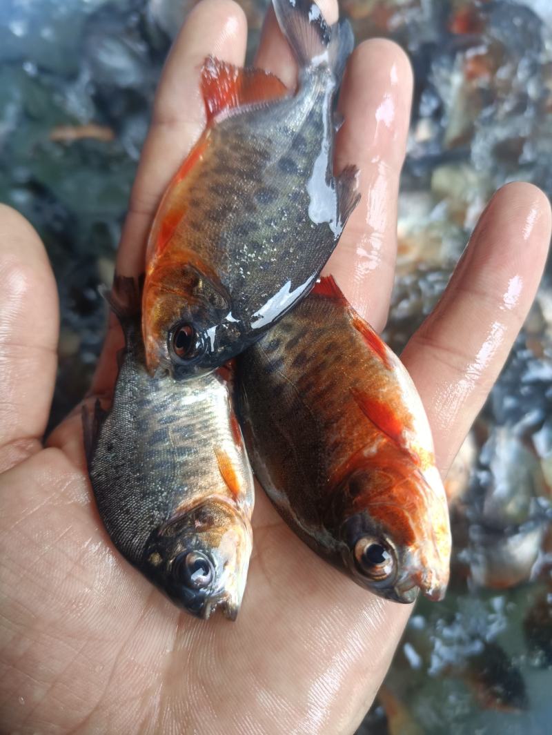 鲳鱼苗鲳鱼苗养殖红鲳鱼红腹鲳鱼苗,塘口直销常年供应