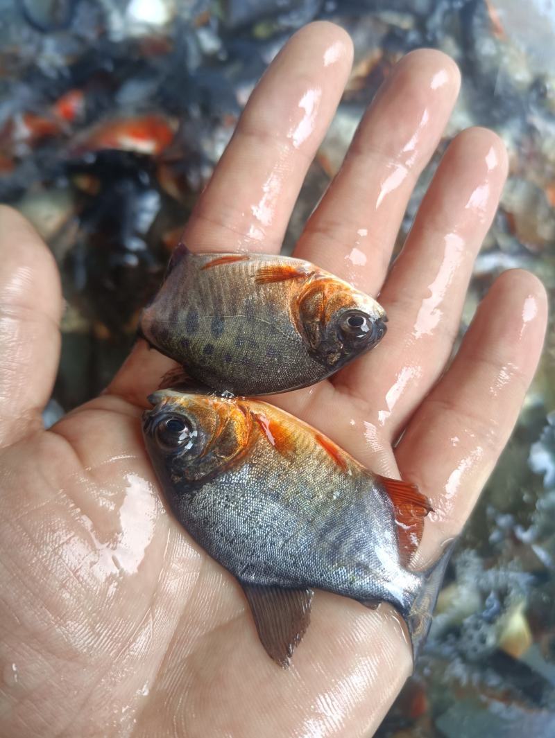 鲳鱼苗鲳鱼苗养殖红鲳鱼红腹鲳鱼苗,塘口直销常年供应