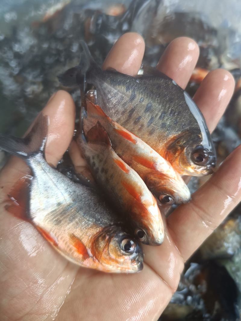 鲳鱼苗鲳鱼苗养殖红鲳鱼红腹鲳鱼苗,塘口直销常年供应