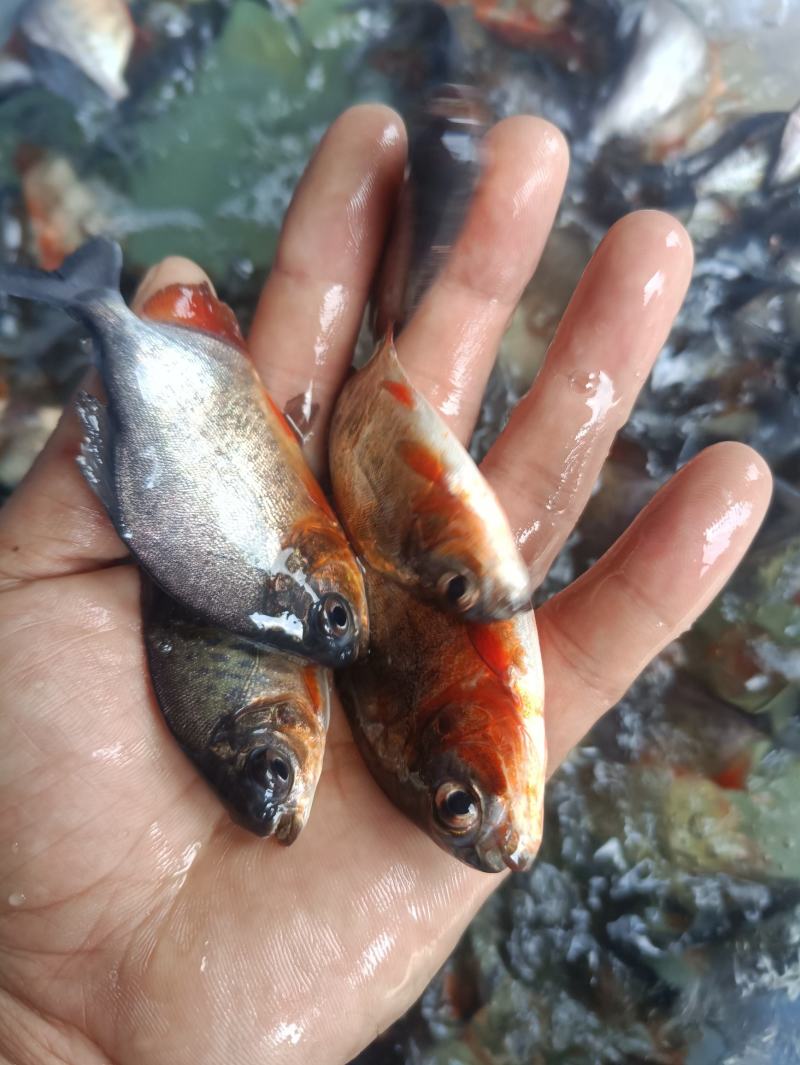 鲳鱼苗鲳鱼苗养殖红鲳鱼红腹鲳鱼苗,塘口直销常年供应