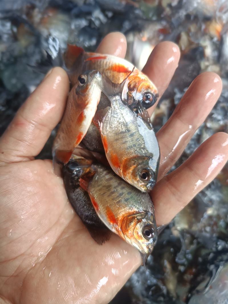 鲳鱼苗鲳鱼苗养殖红鲳鱼红腹鲳鱼苗,塘口直销常年供应