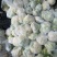 【花菜】精品松花菜有机花菜基地直发可视频看货