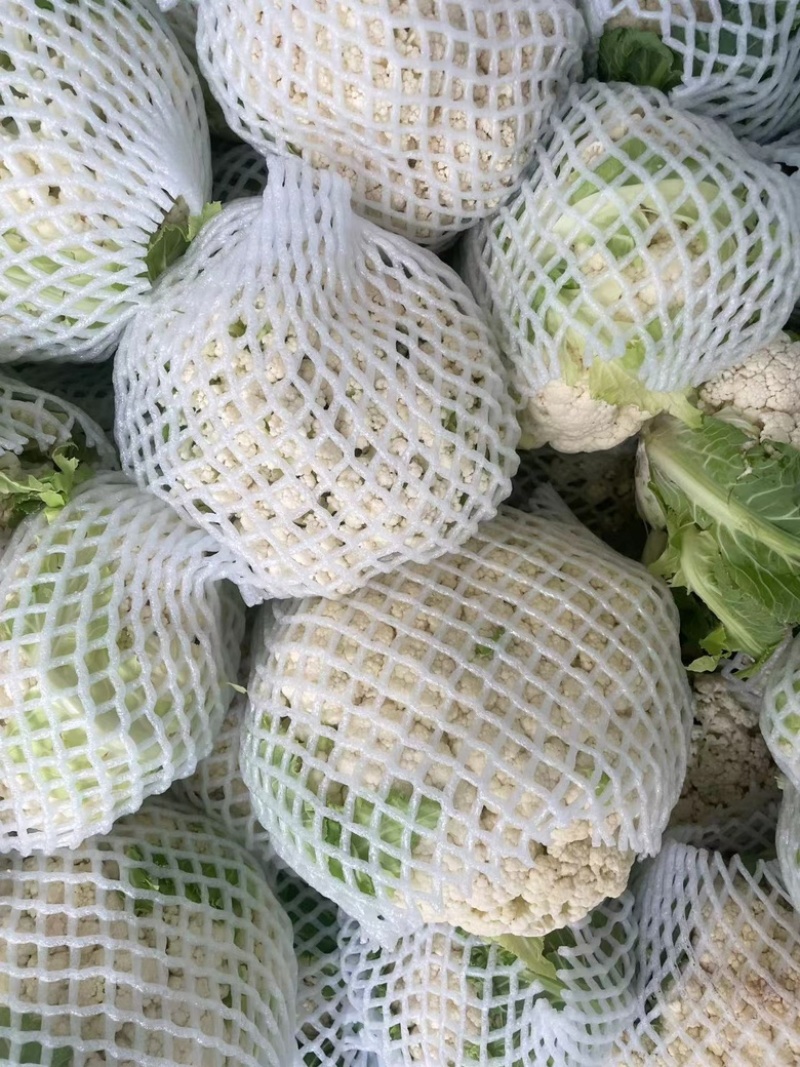 【花菜】精品松花菜有机花菜基地直发可视频看货