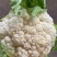 【花菜】精品松花菜有机花菜基地直发可视频看货
