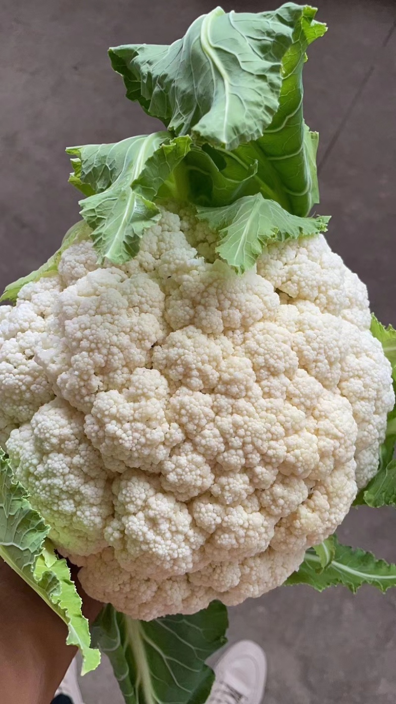 【花菜】精品松花菜有机花菜基地直发可视频看货
